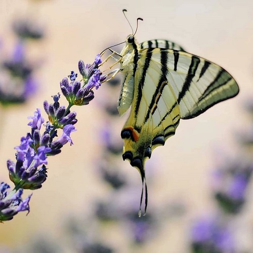 عکس پروانه روی گل